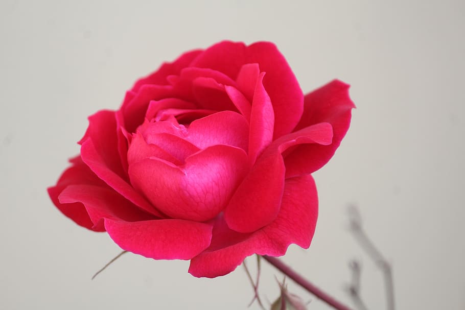 rose, gulab, flower, rosa, single, nature, blossom, red, flowering plant, beauty in nature