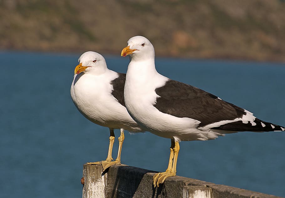 Black, gulls, Larus dominicanus, two white-and-black gull birds, bird, animal themes, animal, vertebrate, animals in the wild, animal wildlife