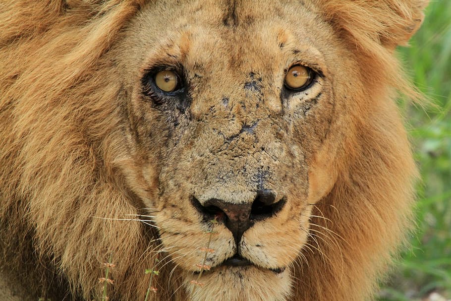 marrom, leão, durante o dia, luta, cara, cicatrizes, leão - felino, animais selvagens, áfrica, carnívoro
