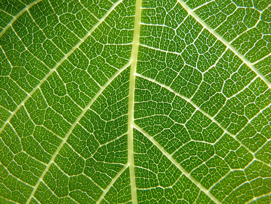 Leaf, Nerves, Detail, Fig Tree, ramifications, translucent, background, texture, nature, plant