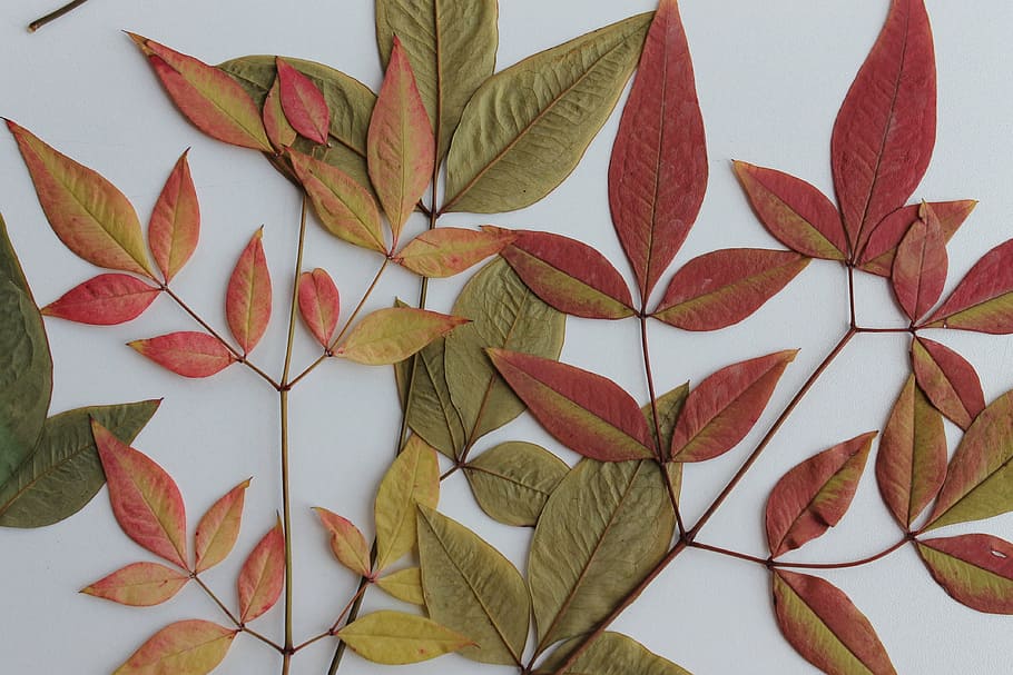 rojo, verde, hojas, decoraciones de pared, hoja, otoño, planta, fondos, naturaleza, patrón