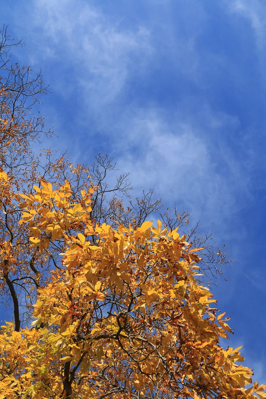秋, 葉, 空, 木, 植物, 変化, 低角度のビュー, 自然の美しさ, 雲-空, 自然
