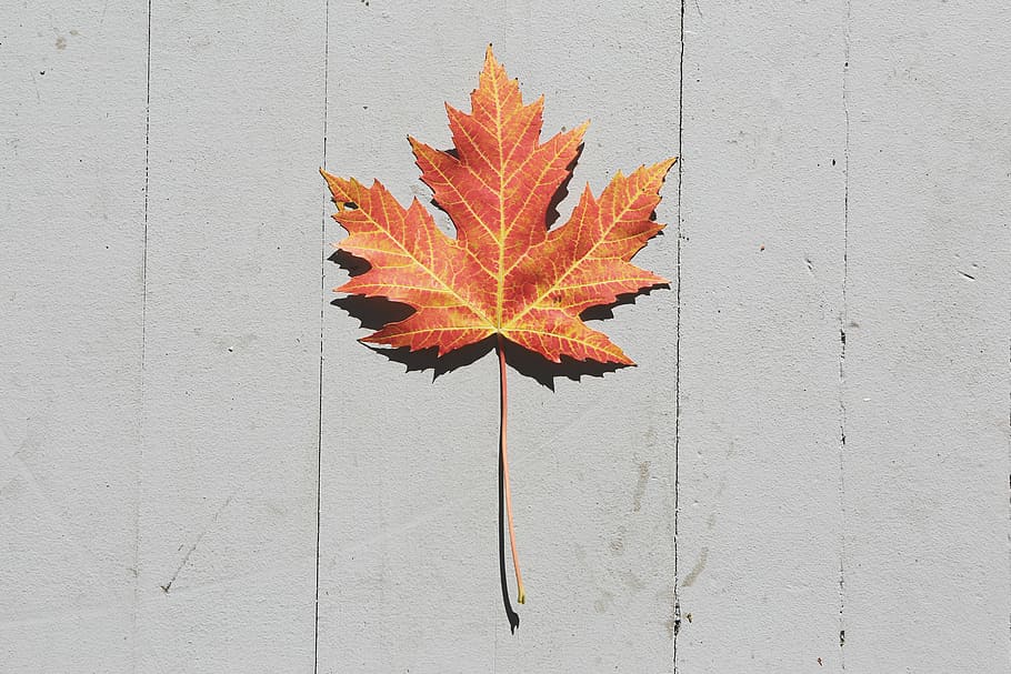 brown, maple leaf, white, wooden, surface, autumn, leaf, fall, nature, change