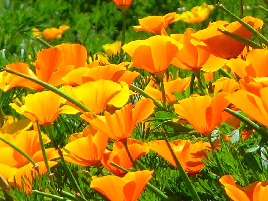 iceland poppy, papaver nudicaule, naked stalks poppy, mohngewaechs, papaveraceae, poppy, flower, blossom, bloom, orange