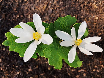 Royalty-free bloodroot photos free download | Pxfuel