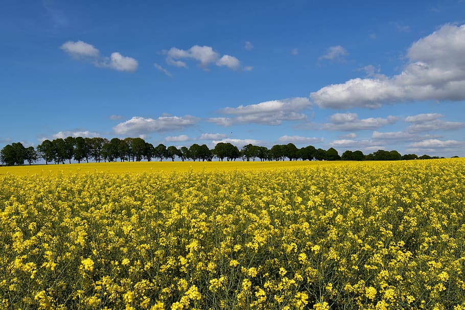 field of rapeseeds, oilseed rape, sky, yellow, nature, blossom, bloom, agriculture, rape blossom, bright
