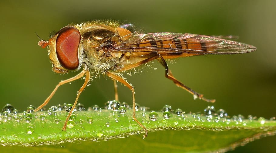 fotografía macro, hoverfly, verde, hoja, insectos, diptera, episyrphus, balteatus, insecto, temas animales
