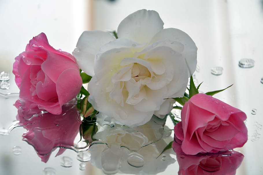 Icebergs, White, Pink, Pedals, white and pink, fragrant, flower, rose - flower, indoors, pink color