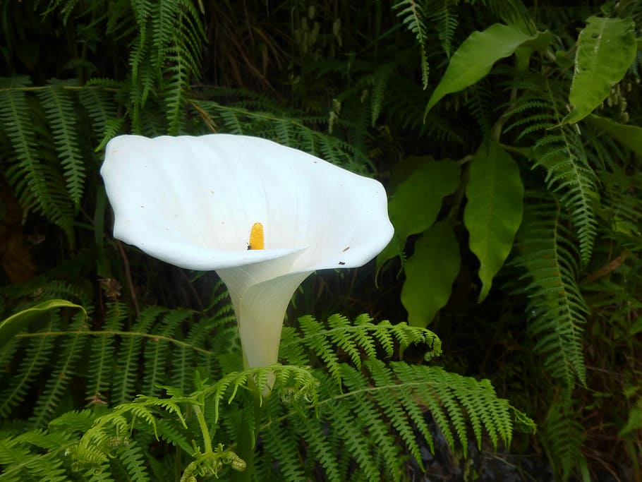 Calla, White, Blossom, Bloom, background image, flora, madeira, flower, green color, growth