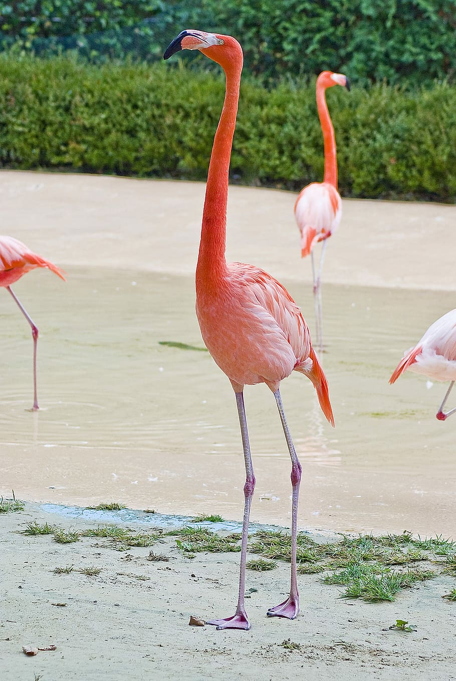 Flamingo, Zoo, Park, Birds, New, Nature, zoo, park, new, nature, animal, pm