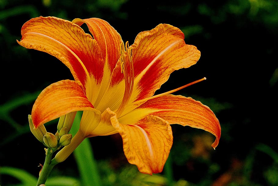 lirio de tigre anaranjado, lirio de día, flor, floración, lirio, botánica,  macro, naturaleza, floreciente, planta floreciendo | Pxfuel