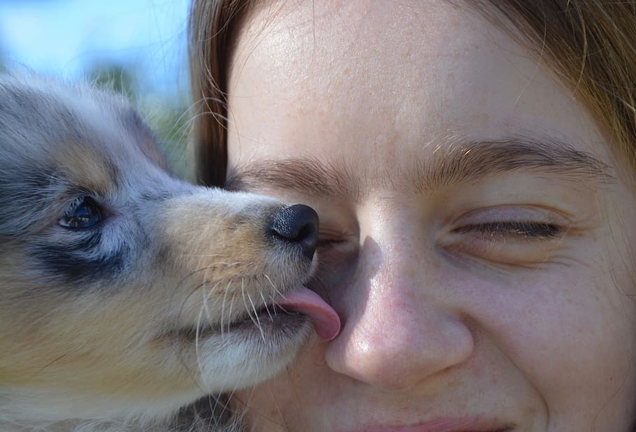 puppy, licking, woman nose, kiss, dog, woman, girl, tenderness, affection, domestic animal