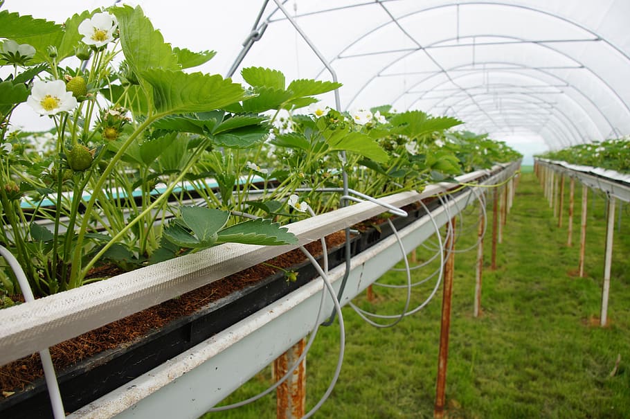 strawberries, greenhouse, tunnel, fruits, berries, agriculture, soft fruit, hors-sol, food, plant