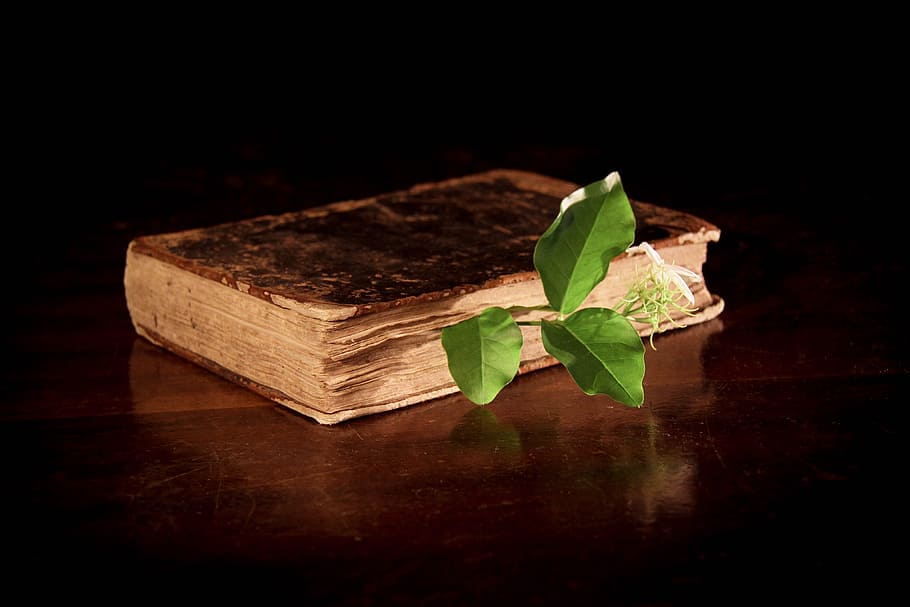 book, green, leaf illustration screenshot, Pharmacy, Pharmacist, Chemical, Alchemy, portion, remedy, botany