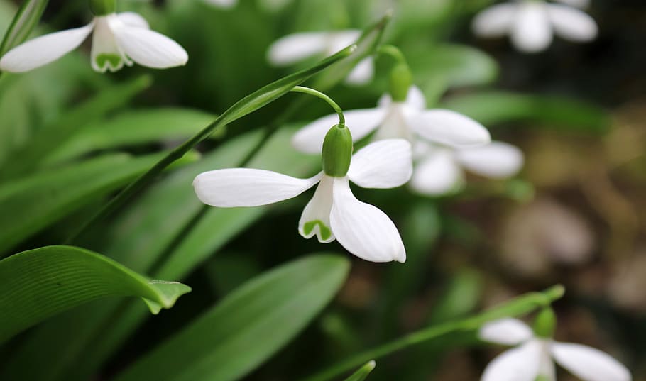 closeup, photography, white, petaled flowers, flower, snowdrop, nature, plant, leaf, spring