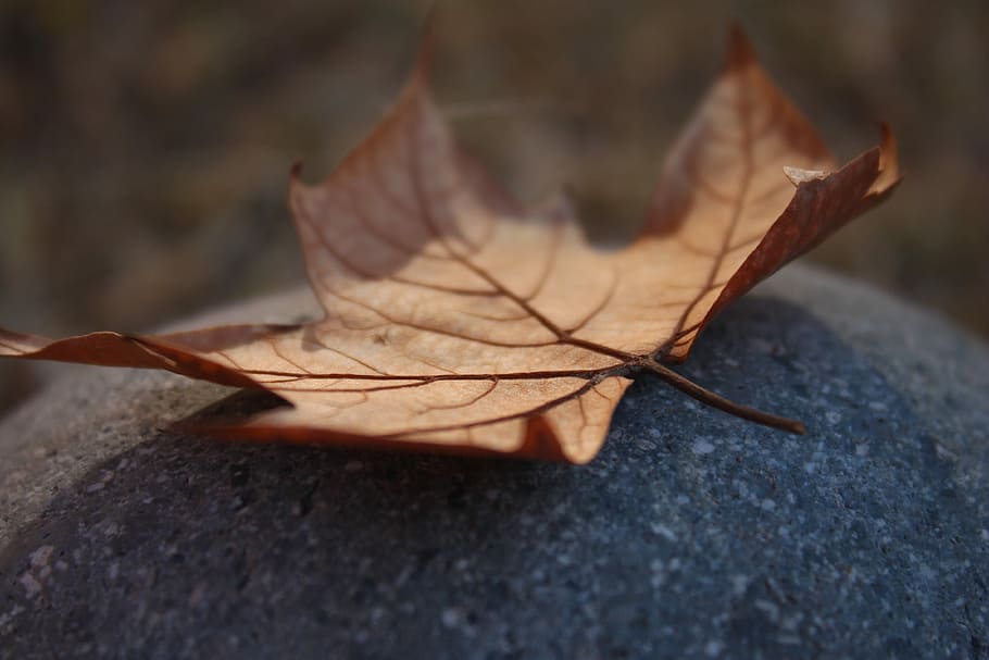 Leaf, Dry, Leaves, autumn, dry leaf, yellow, winter, nature, close-up, season