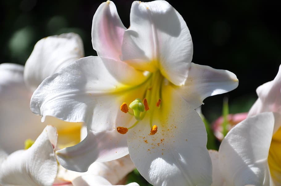 lirios blancos y amarillos, primer plano, fotografía, lys, lirio blanco, flores, blanco, ramo, jardín, flor de lis