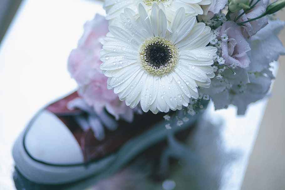 blanco, pétalo, flores, zapato, calzado, gotas de agua, flor, planta floreciendo, frescura, planta