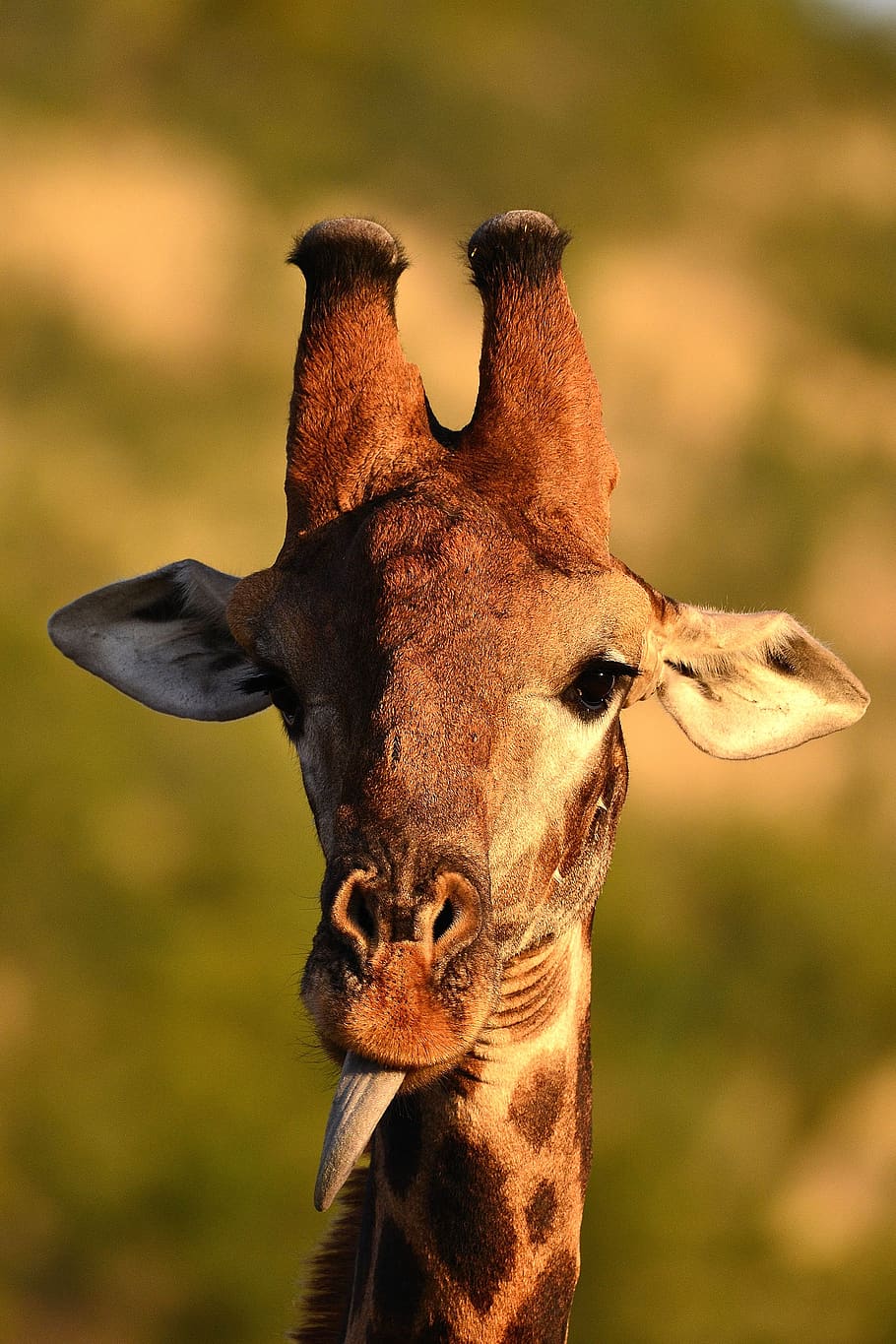 south africa, wildlife, giraffe, africa, safari, nature, animal themes, animal, mammal, one animal
