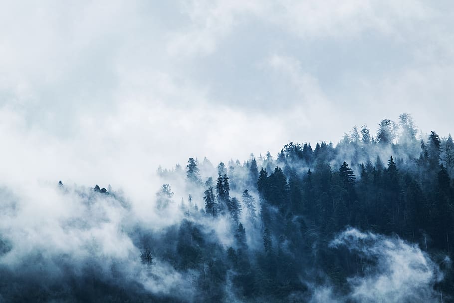 trees, forest, woods, nature, sky, clouds, fog, beauty in nature, tranquility, cloud - sky