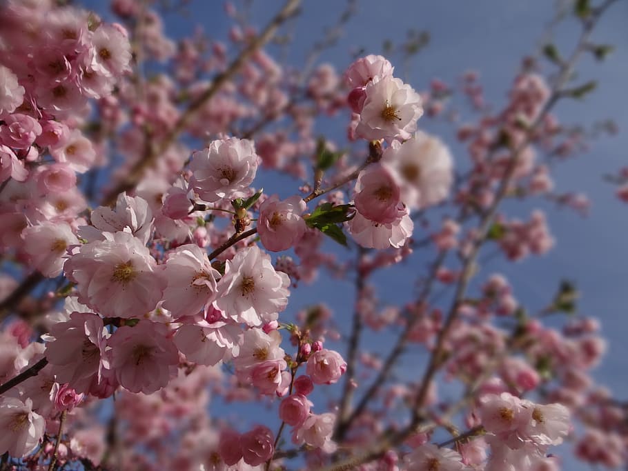musim semi, cherry hias, taman, pohon, sakura, pohon sakura jepang, merah muda, mekar, alam, cabang