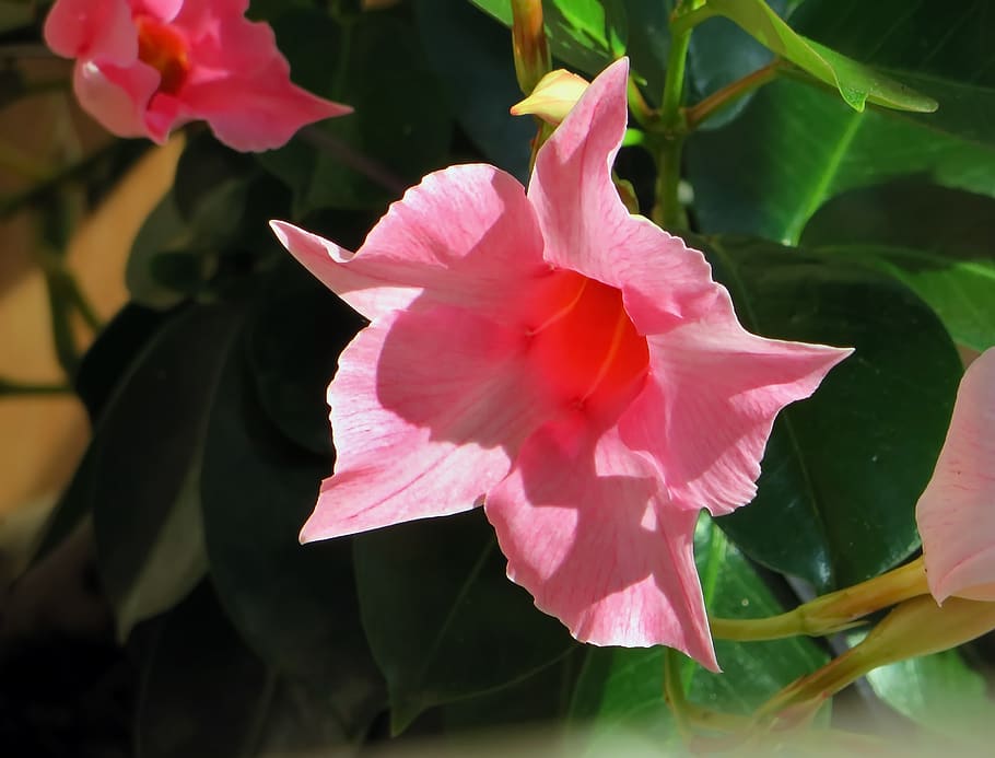 dipladenia, pink flower, exotic, pink, flora, botany, plants, color pink, blooming, horticulture