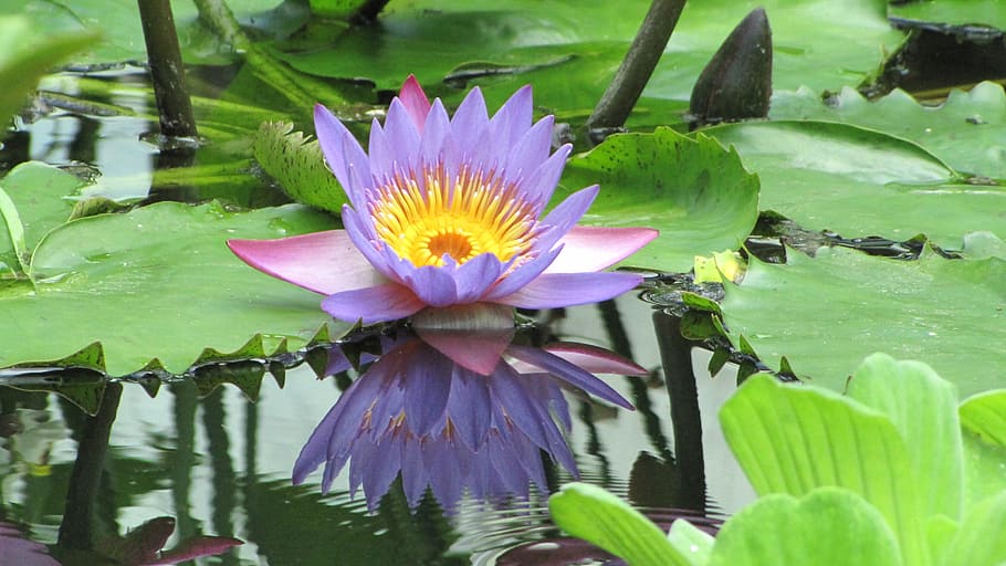 close-up photo, lotus plant, body, water, lotus, flower, nymphaea caerulea, aquatic plant, nymphaeaceae, violet