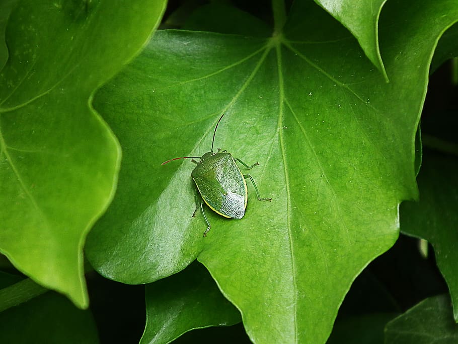 Green Stink Bug, Insect, Macro, Foliage, leaf, one animal, green color, animal themes, animals in the wild, plant part