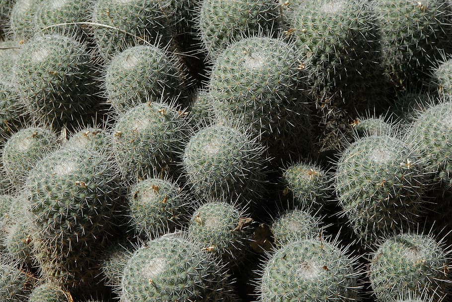 cactus, espina, botánica, plumas, jardín, espinas, flor, planta, desierto, nopal