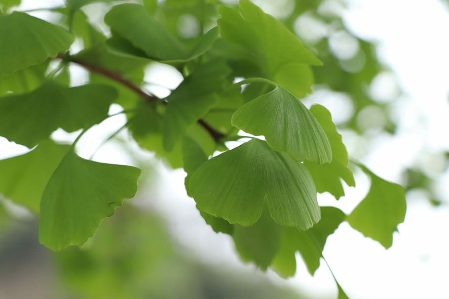 leaf, plant, nature, ginkgo, tree, garden, plant part, green color, beauty in nature, growth