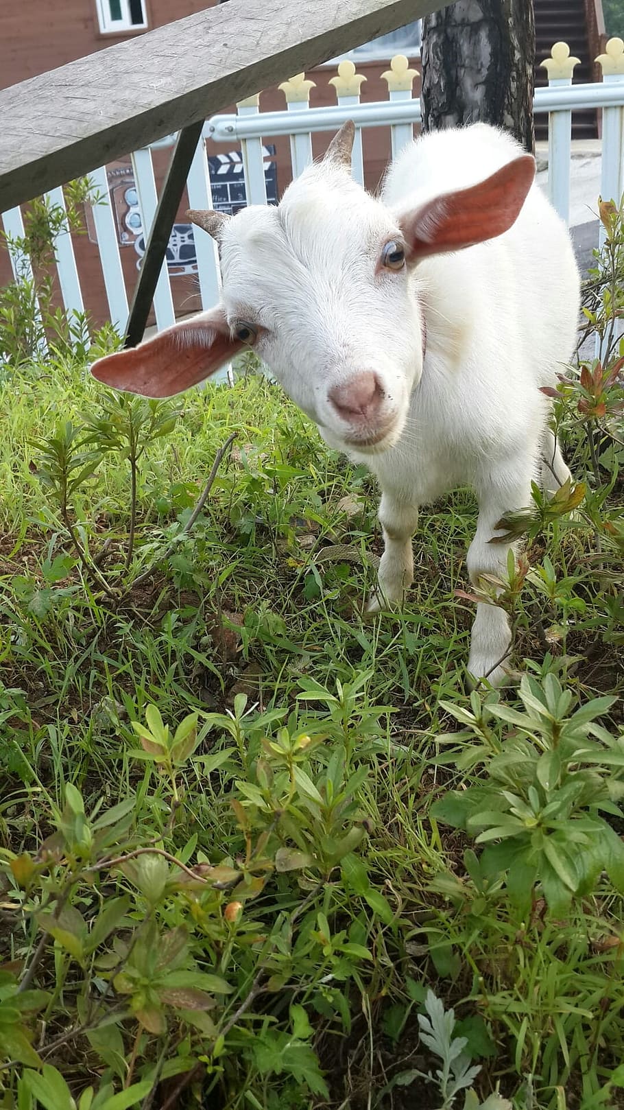 Goat, Animal, White, Baby, white goat, baby goats, farm, agriculture, livestock, rural Scene