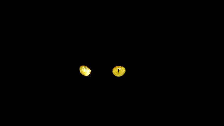 Cat'S Eyes, Black Cat, Cat, Cat, Feline, cat, copy space, dark, black background, night, astronomy