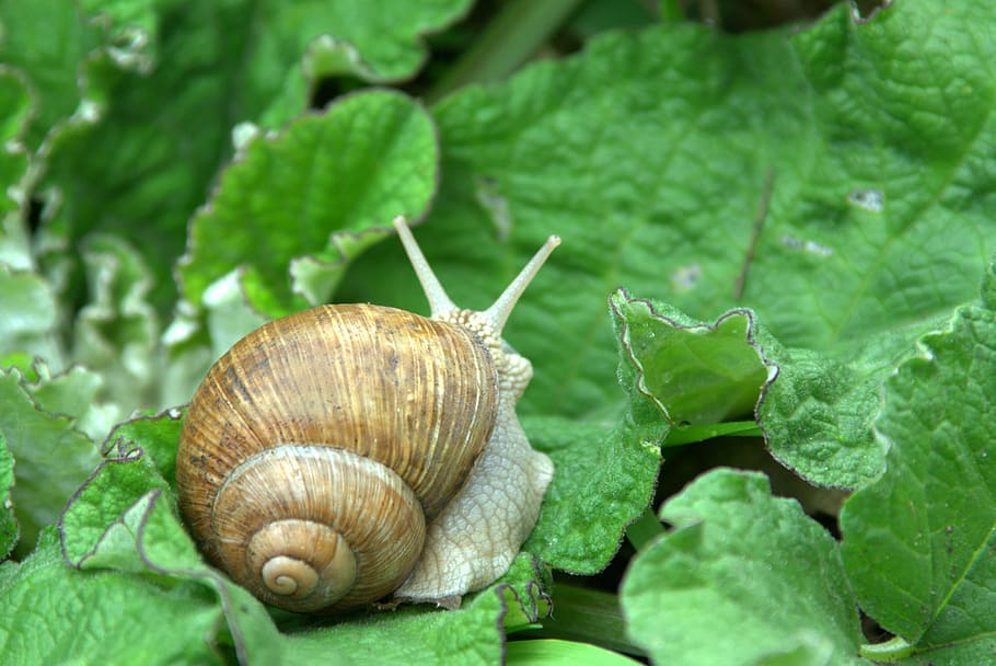 Snail, Animal, Seashell, winniczek, nature, leaf, green, horns, foliage, crawl