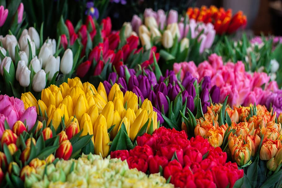 berbagai macam warna bunga, siang hari, alam, bunga, kelopak, kuncup, warna, daun, tanaman berbunga, kesegaran
