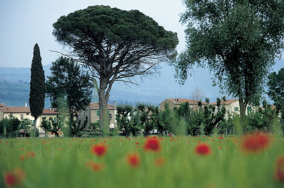 italy, tuscany, homes, cornfield, poppy, pine, cypress, hill, holiday, summer