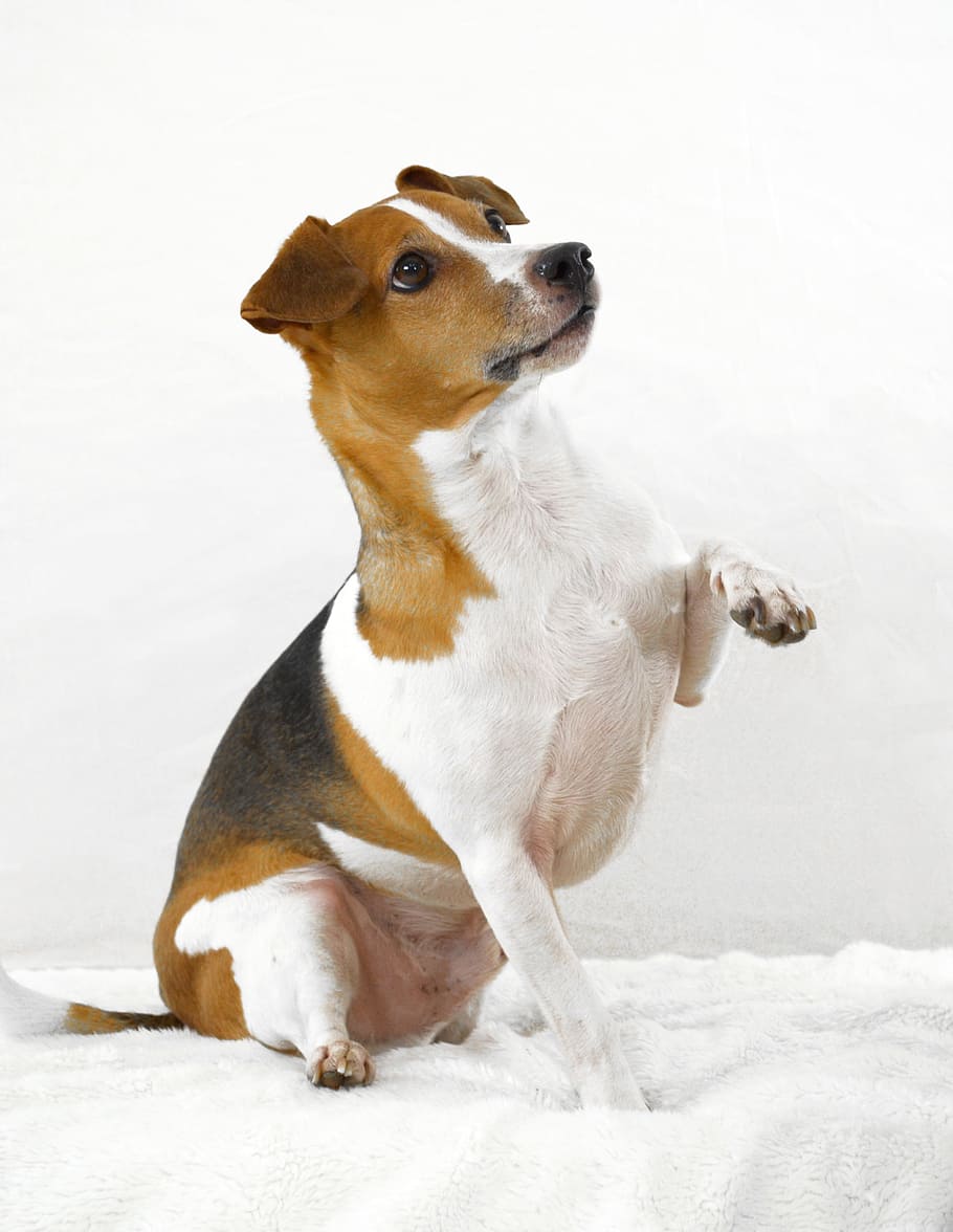 tricolor, jack, russell terrier, sitting, white, mat, Jack Russell Terrier, dog, terrier, pet