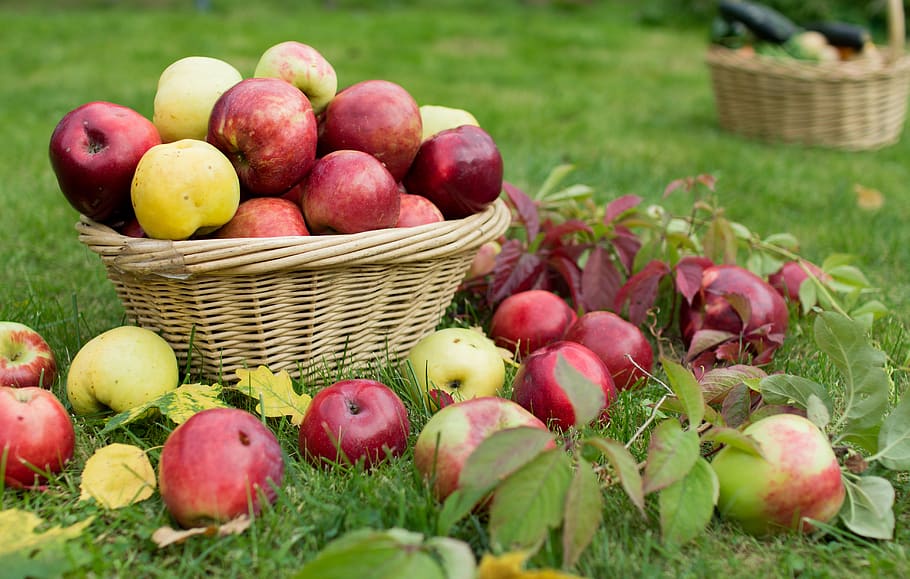 maçãs, temporada, outono, cesta, nutrição, natureza, vermelho, saudável, fruta, jardim