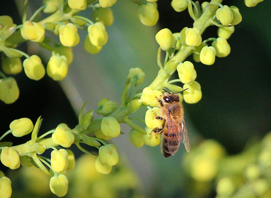 Honeybee, Mahonia, Flowers, Pollinate, mahonia flowers, sting, buzz, bee, bumblebee, insect