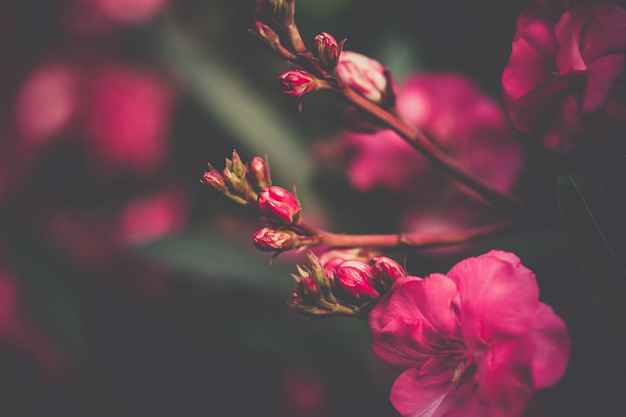 closeup, fotografi, pink, mawar, bunga, daun bunga, berkembang, taman, tanaman, alam