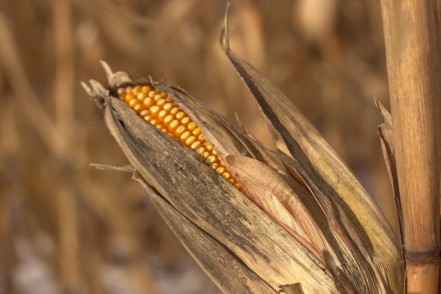 corn, kernel, field, husk, ear, harvest, autumn, season, nature, agriculture