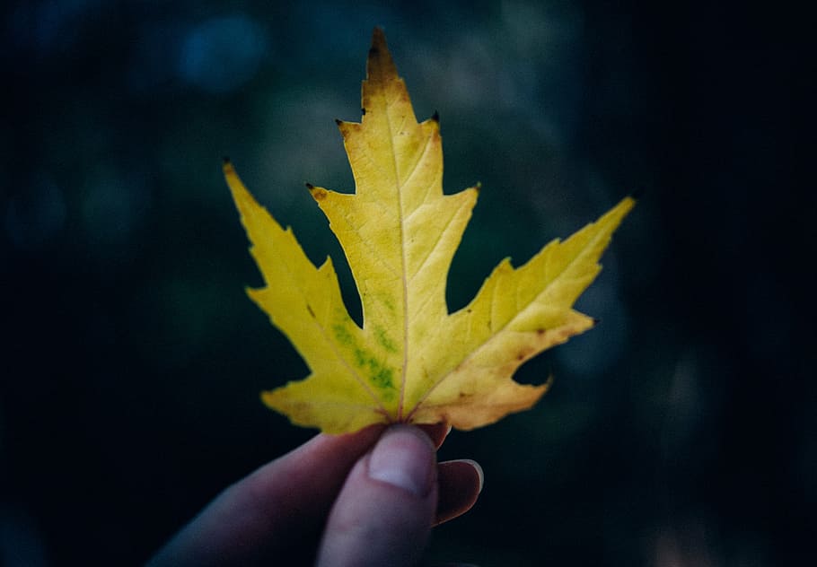person, holding, yellow, maple leaf, leaves, dried, autumn, fall, summer, nature