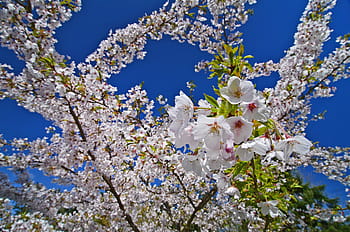 tree-spring-cherry-blossom-nature-royalt