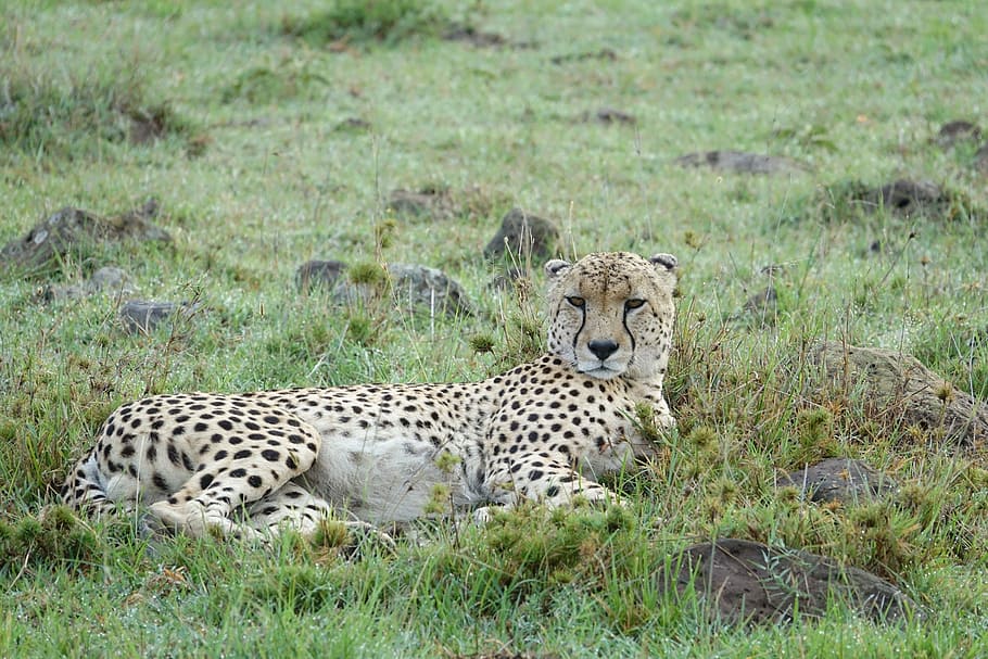 fauna silvestre, mamífero, animal, guepardo, naturaleza, Kenia, Masai Mara, felino, gato, animales en la naturaleza