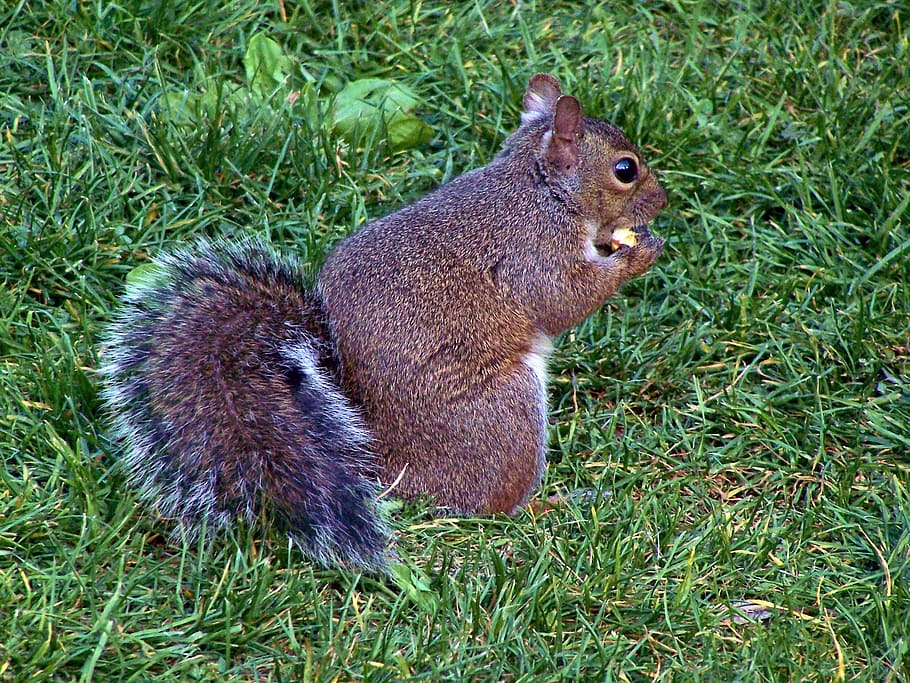 Squirrel, Eat, Fur, Nut, Cute, Animal, grass, rodent, nature, mammal