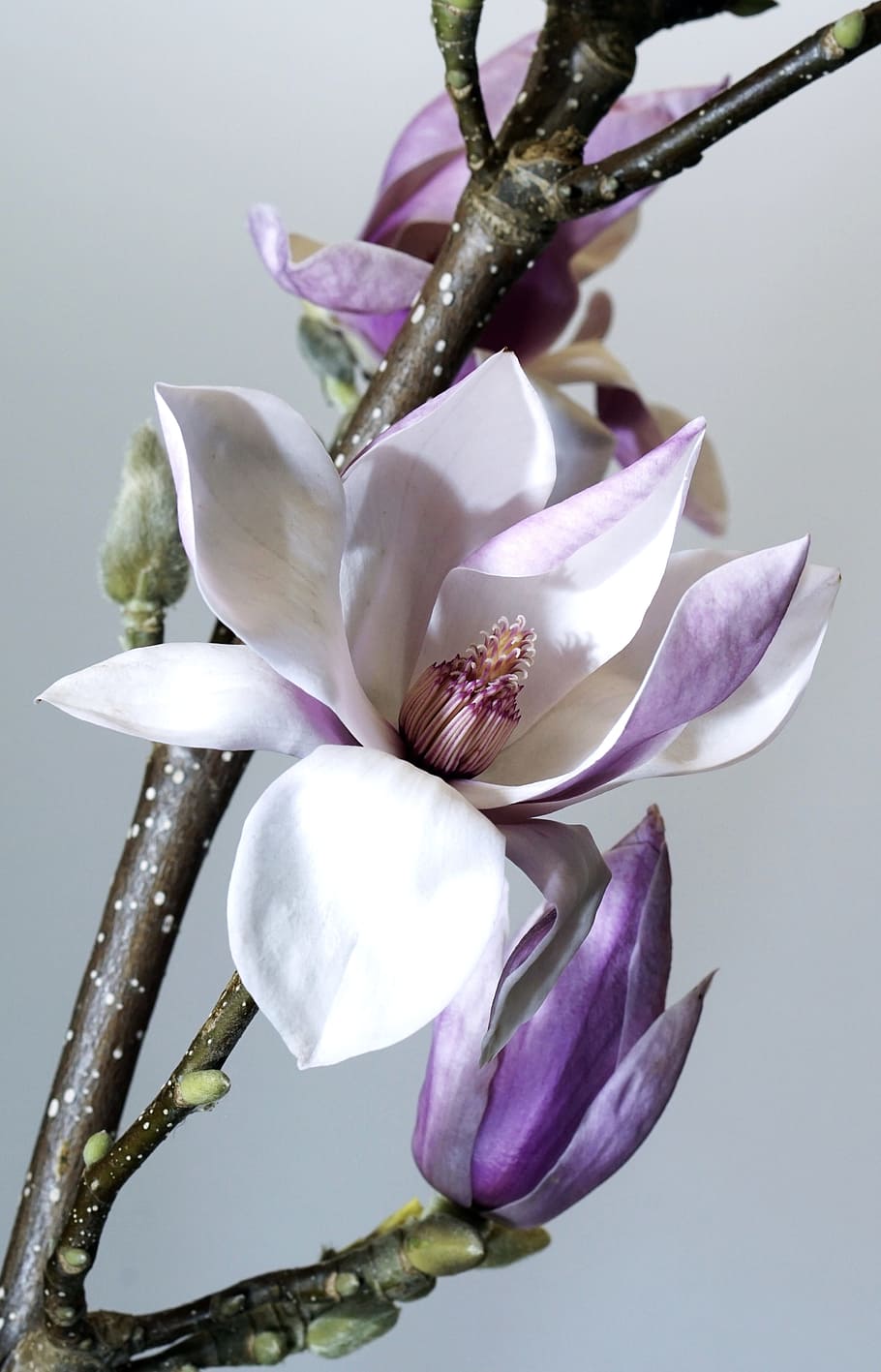 white, purple, orchid, flower, nature, plant, magnolia, garden, flowers, petal