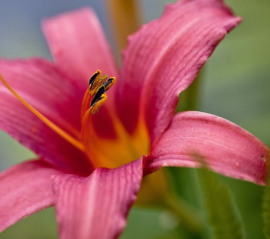 Lily, Flower, Plant, Boost, lily, flower, blossoming, petals, stamens, lily's flourishing, garden