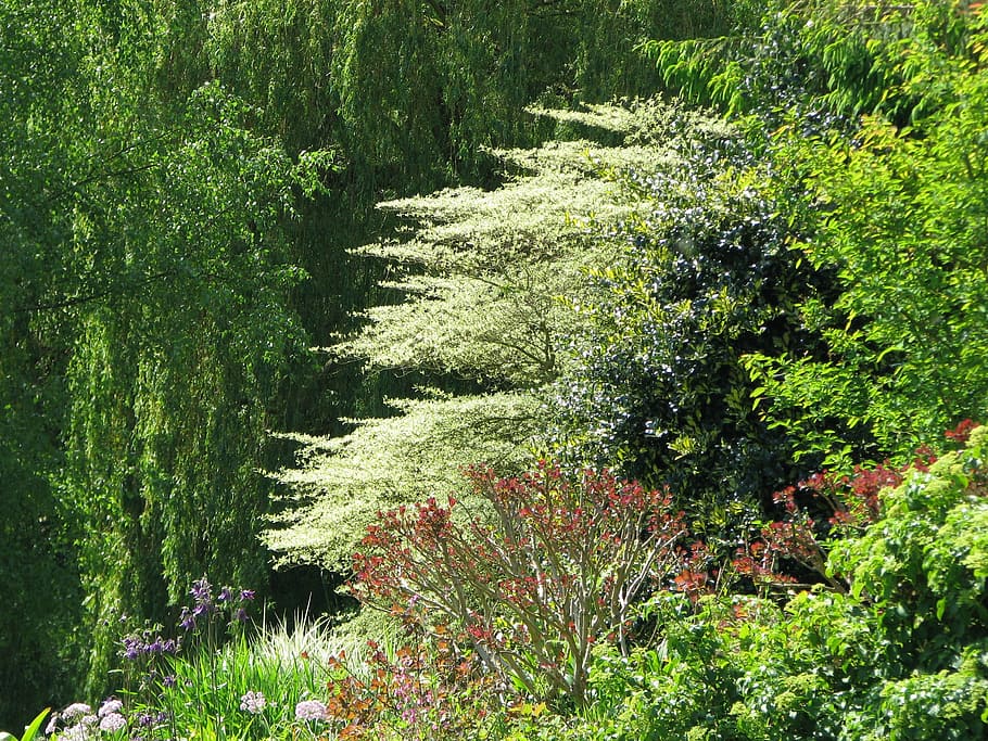 beth chatto, gardens, dogwood, trees, nature, forest, sun, flora, beautiful, spring