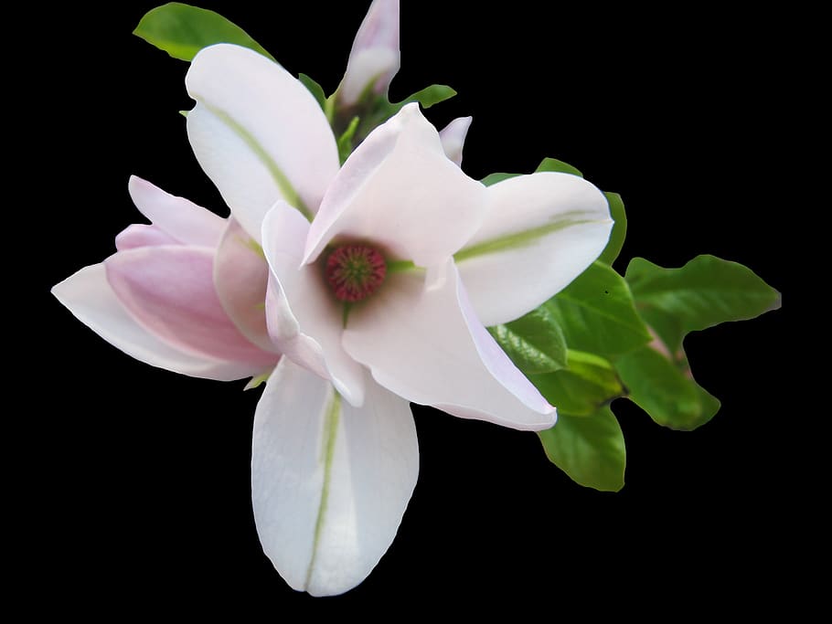 magnolia, tierna, rosa, primavera, flor, floración, aislado, planta floreciendo, pétalo, fragilidad