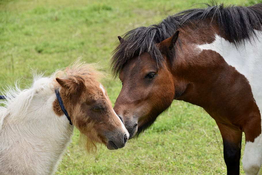shetland ponies, small horses, pony stallion, pony foal, mane, cute, kisses ponies, mammal, equine, prairie