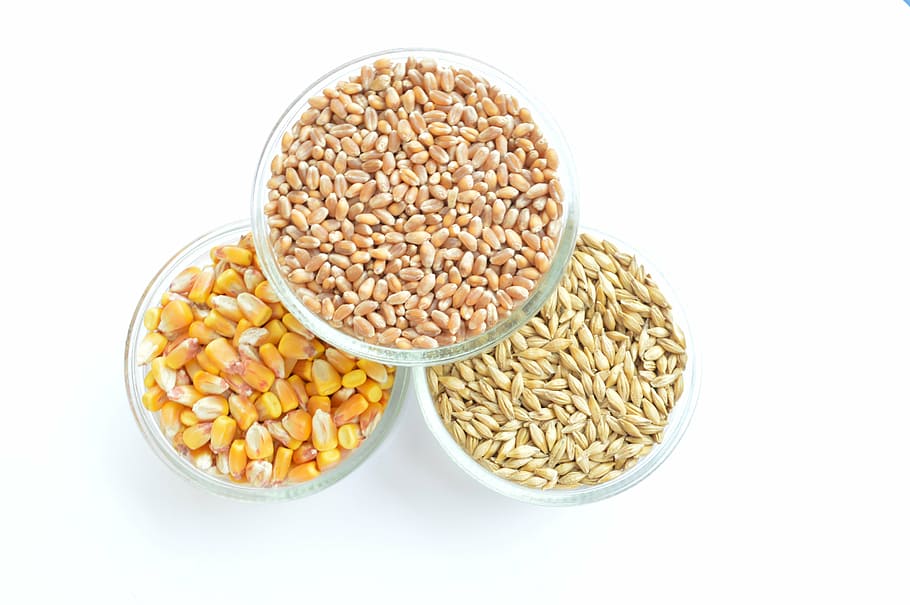 corn, wheat, barley, food, food and drink, white background, studio shot, wellbeing, healthy eating, cut out